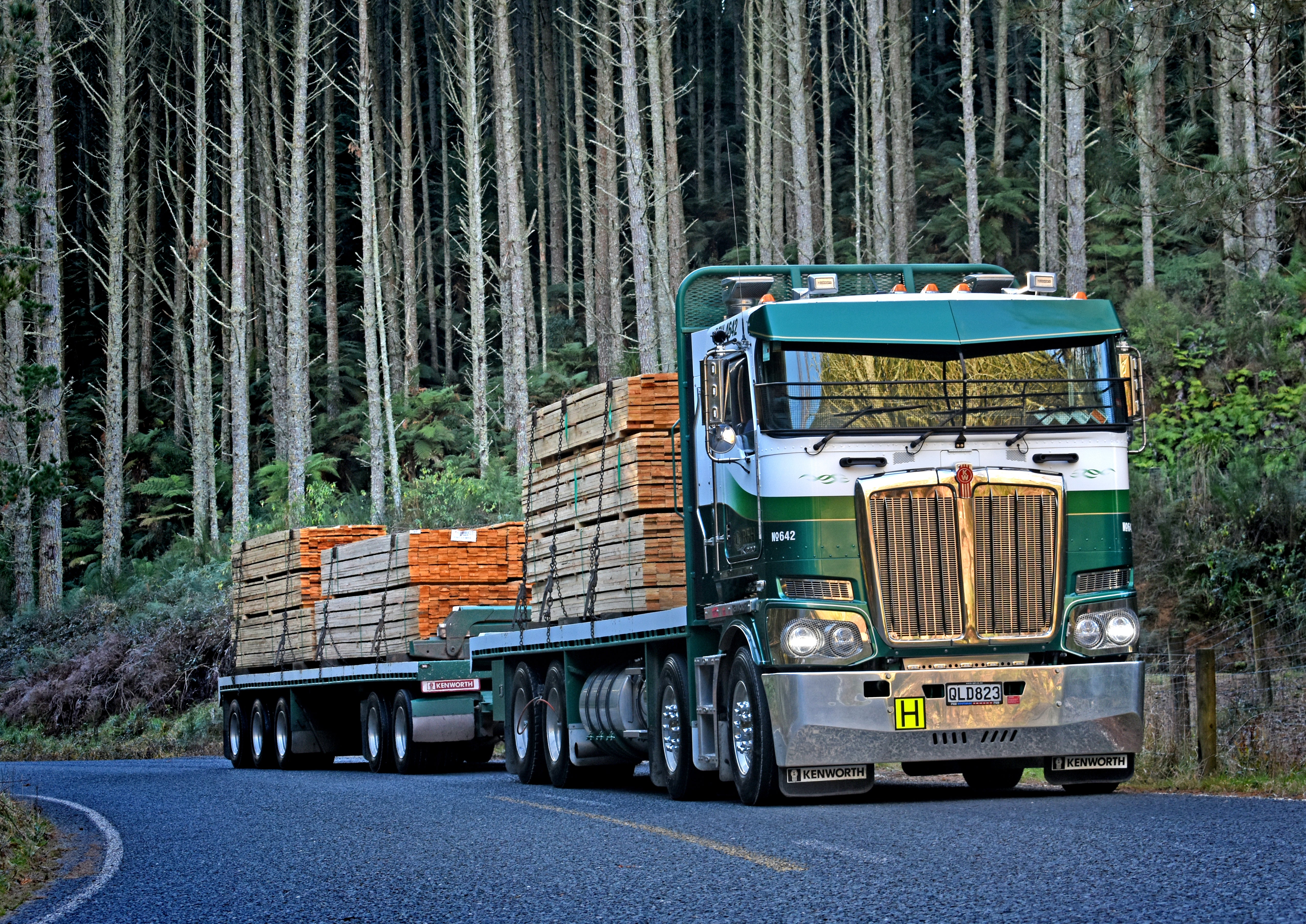 A green semi-truck hauling two flatbed trailers loaded with stacked lumber drives along a winding road through a dense forest of tall, slender trees.